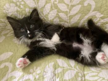 Fudge Stripe -  Domestic Long Hair Cat for Adoption in Wilmington, North Carolina - Fudge Stripe | PetCurious