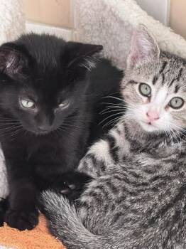 Mole and Pinto -  Domestic Short Hair Cat for Adoption in Seattle, Washington - Mole And Pinto | PetCurious