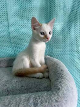 Tiago -  Domestic Short Hair Cat for Adoption in New Bedford, Massachusetts - Tiago | PetCurious
