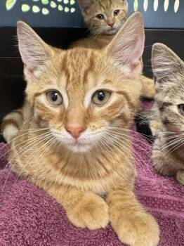 Harry -  Domestic Short Hair Cat for Adoption in Lancaster, Pennsylvania - Harry | PetCurious