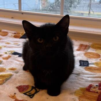 Robbie -  Domestic Short Hair Cat for Adoption in Mt. Juliet, Tennessee - Robbie | PetCurious