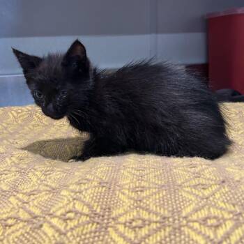 IVHS-Stray-139751 -  Domestic Short Hair Cat for Adoption in San Gabriel, California - IVHS-Stray-139751 | PetCurious