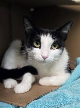 Ocean Water -  Domestic Short Hair Cat for Adoption in Westland, Michigan - Ocean Water | PetCurious