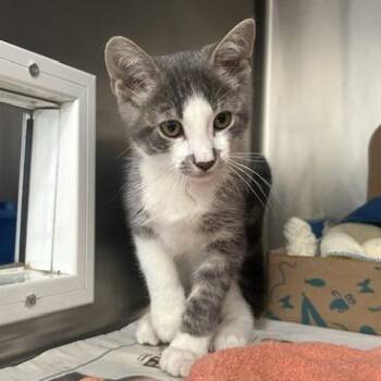 Little Man -  Domestic Short Hair Cat for Adoption in Goleta, California - Little Man | PetCurious