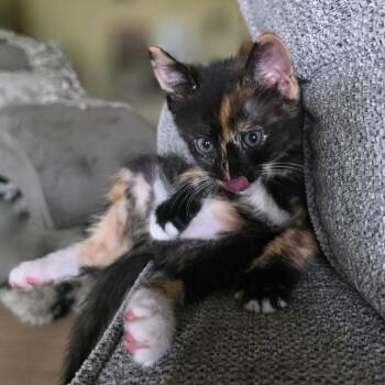 Khloe -  Domestic Medium Hair Cat for Adoption in Bradenton, Florida - Khloe | PetCurious