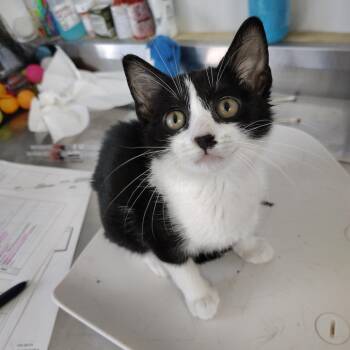 Waverly -  Domestic Short Hair Cat for Adoption in Lakeland, Florida - Waverly | PetCurious