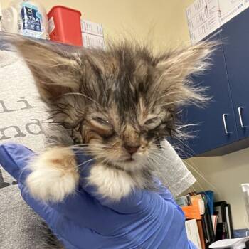 Bellamy -  Domestic Medium Hair Cat for Adoption in Lynchburg, Virginia - Bellamy | PetCurious