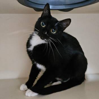 Lavender -  Domestic Short Hair Cat for Adoption in Idaho Falls, Idaho - Lavender | PetCurious