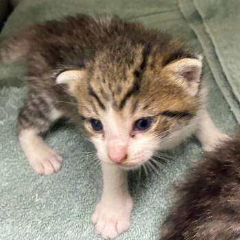 71575 -  Domestic Short Hair Cat for Adoption in Harrisonburg, Virginia - 71575 | PetCurious