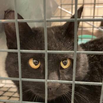 Dew -  American Shorthair Cat for Adoption in Taos, New Mexico - Dew | PetCurious