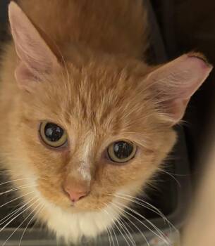 QUEENY -  Domestic Medium Hair Cat for Adoption in Elizabethton, Tennessee - QUEENY | PetCurious
