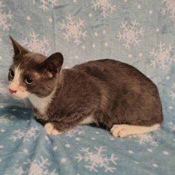 Domestic Short Hair Cats Available for Adoption - Pequeno | PetCurious