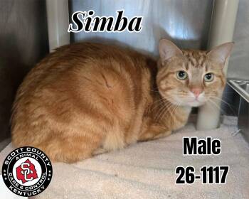 Simba -  Domestic Short Hair Cat for Adoption in Georgetown, Kentucky - Simba | PetCurious