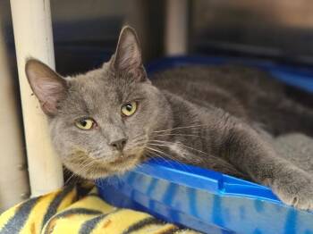 Rescue Domestic Short Hair Cats for Adoption in Riverbank, New Brunswick - Mojo | PetCurious