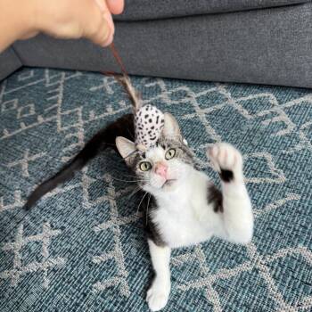 Moonpie -  Domestic Short Hair Cat for Adoption in Long Beach, California - Moonpie | PetCurious