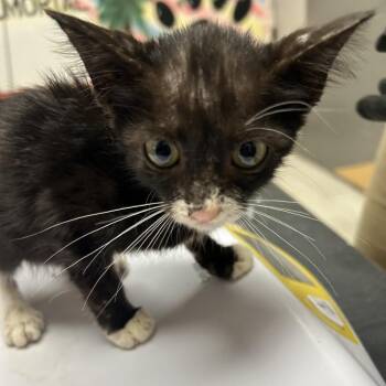 Dante -  Domestic Short Hair Cat for Adoption in Lufkin, Texas - Dante | PetCurious