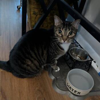 Domestic Short Hair Cats Available for Adoption in Clearwater, Florida - Bella | PetCurious