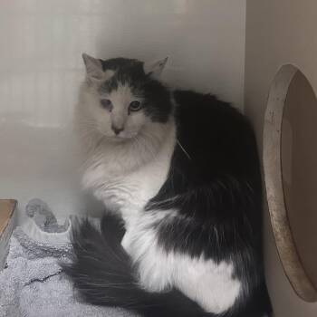 Salt -  Domestic Short Hair Cat for Adoption in Yuma, Arizona - Salt | PetCurious