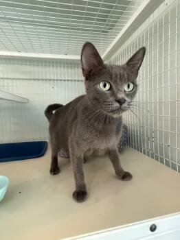 Lila -  Domestic Short Hair Cat for Adoption in Kingsland, Georgia - Lila | PetCurious