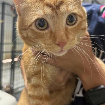 Tabby Cats Available for Adoption in Columbia, South Carolina - Cheeseburger | PetCurious