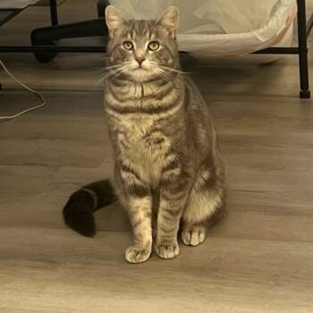 Rescue American Shorthair Cats for Adoption in Portage, Michigan - Manolo | PetCurious