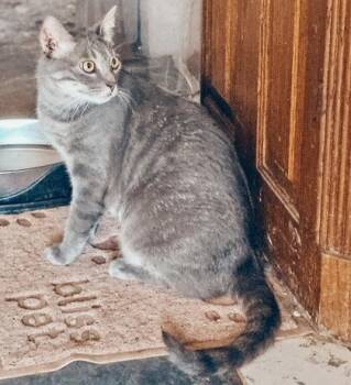 MIC -  Domestic Short Hair Cat for Adoption in Fort Worth, Texas - MIC | PetCurious