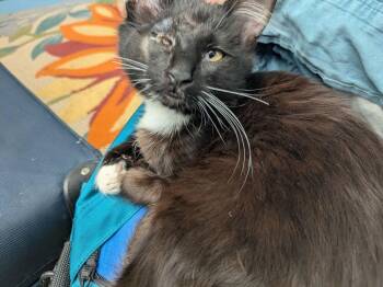Cyclops -  Domestic Short Hair Cat for Adoption in Vancouver, Washington - Cyclops | PetCurious