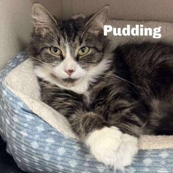 Rescue Domestic Medium Hair Cats for Adoption in Gladstone, Michigan - Pudding 250419 | PetCurious
