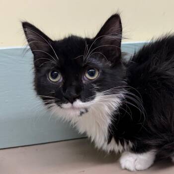 Galloway -  Domestic Short Hair Cat for Adoption in Pittsford, Vermont - Galloway | PetCurious