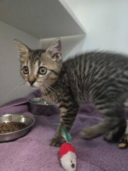Tootsie Roll -  Domestic Short Hair Cat for Adoption in Savannah, Georgia - Tootsie Roll | PetCurious
