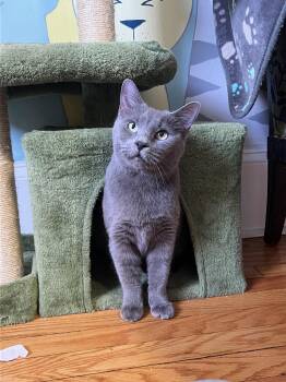 Rescue Domestic Short Hair Cats for Adoption in Roanoke, Virginia - Marna | PetCurious