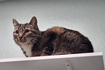 Domestic Short Hair Cats Available for Adoption - Baby | PetCurious