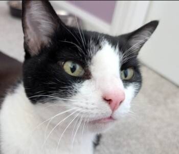 Rescue Domestic Short Hair Cats for Adoption in Minneapolis, Minnesota - Harry | PetCurious