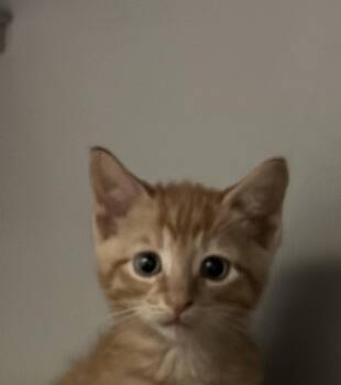 Dickory -  Domestic Short Hair Cat for Adoption in Honesdale, Pennsylvania - Dickory | PetCurious