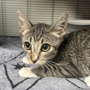 Snortle -  Domestic Short Hair Cat for Adoption in Dallas, Texas - Snortle | PetCurious