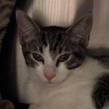 Hekate -  Domestic Short Hair Cat for Adoption in Council Bluffs, Iowa - Hekate | PetCurious