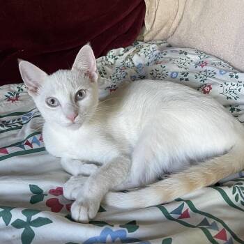 Starlight -  Siamese and Domestic Short Hair Cat for Adoption in Houston, Texas - Starlight | PetCurious
