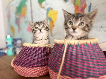 Domestic Short Hair Cats Available for Adoption in Leesburg, Virginia - Inka And Indy | PetCurious
