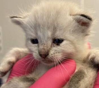 Jasper -  Domestic Short Hair Cat for Adoption in Lafayette, Indiana - Jasper | PetCurious