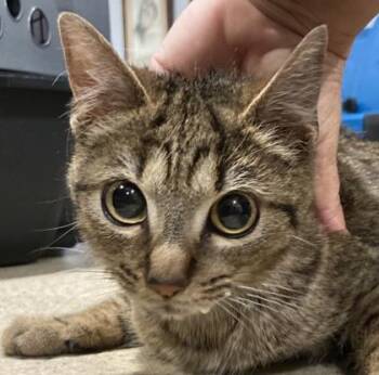Domestic Short Hair Cats Available for Adoption in Cincinnati, Ohio - Flower | PetCurious