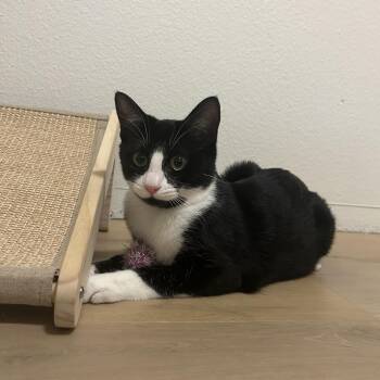 Rescue Tuxedo Cats for Adoption in Fresno, California - Branch | PetCurious