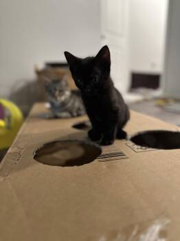 Domestic Short Hair Cats Available for Adoption - Nebula | PetCurious