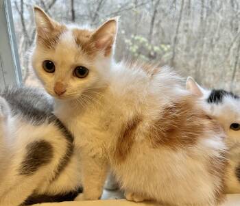 Rescue Domestic Short Hair Cats for Adoption in Troy, New York - Bonnie | PetCurious