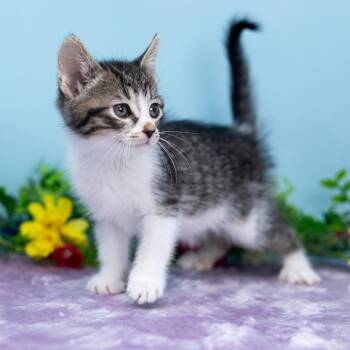 Luigi -  Domestic Short Hair Cat for Adoption in Durham, North Carolina - Luigi | PetCurious