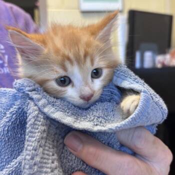 Calvin -  Domestic Medium Hair Cat for Adoption in Asheville, North Carolina - Calvin | PetCurious