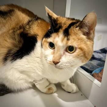 CALLIE -  Domestic Short Hair Cat for Adoption in Methuen, Massachusetts - CALLIE | PetCurious