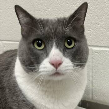 Maui -  Domestic Short Hair Cat for Adoption in Grand Rapids, Michigan - Maui | PetCurious