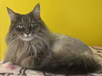 Domestic Long Hair Cats Available for Adoption in Buffalo, Minnesota - Christina | PetCurious