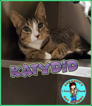 Rescue Domestic Short Hair Cats for Adoption in Jefferson, New Jersey - Katydid | PetCurious