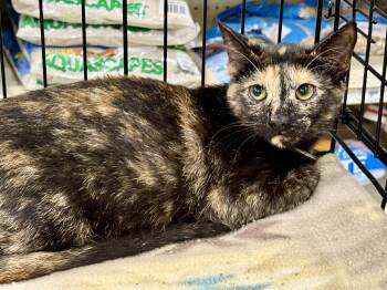 Torbie and Tortoiseshell Cats Available for Adoption - Opal | PetCurious